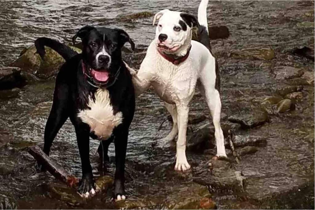Holiday home Pet Friendly *